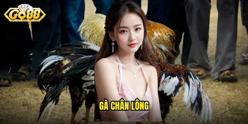 Gà Chân Lông Go88 - Dòng Gà Đặc Biệt Với Sức Mạnh Ấn Tượng 5 gà chân lông